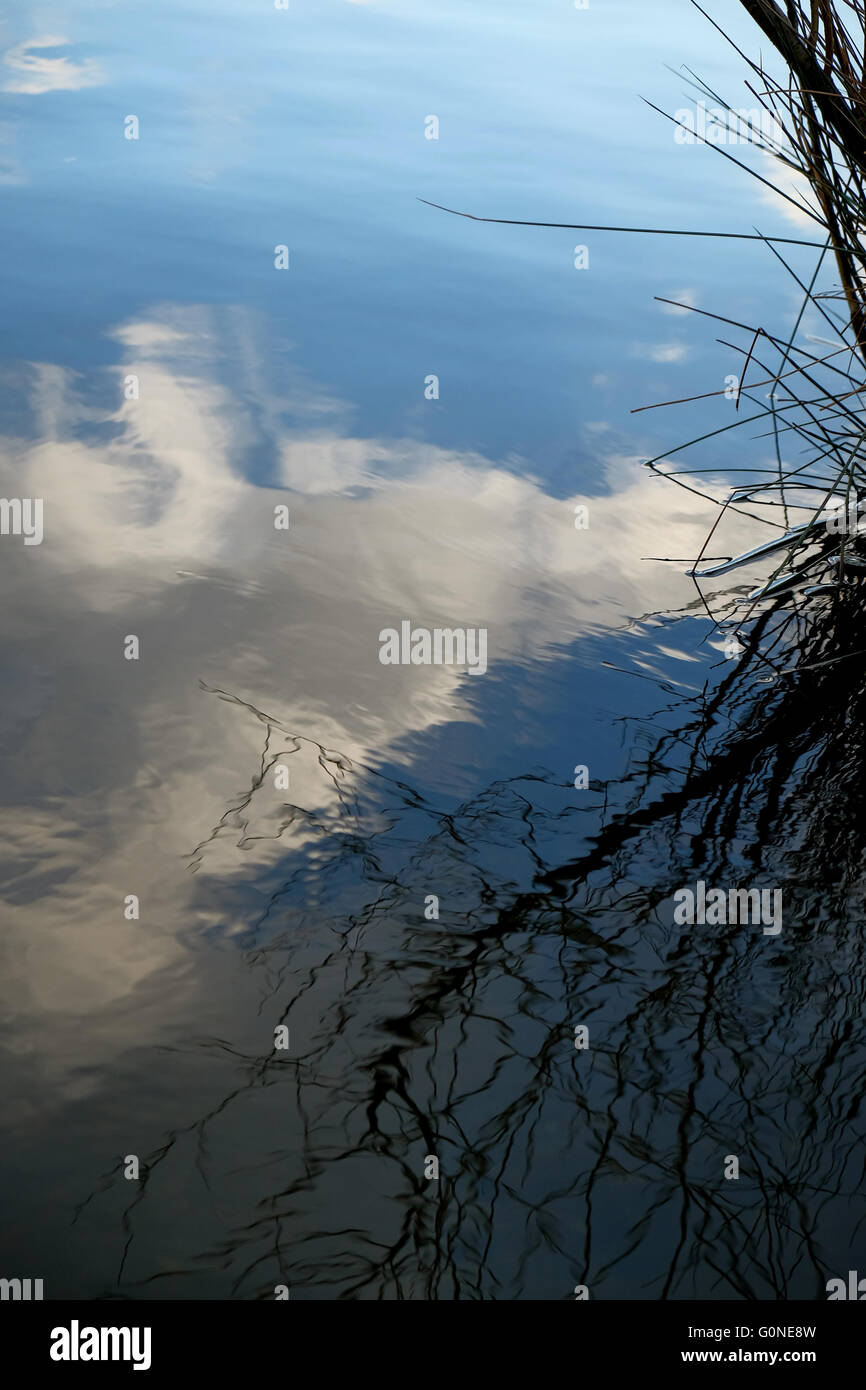 blue sky with white clouds and branches reflected in calm water Stock ...