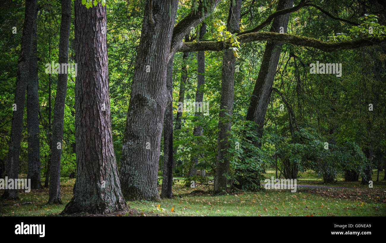 Greater trees in old park, an autumn landscape Stock Photo