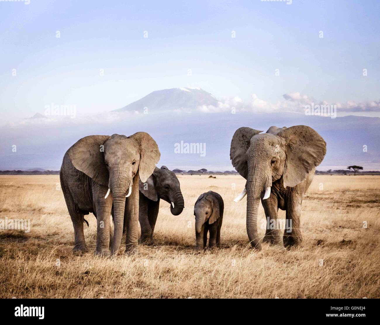 Elephant family under Mount Kilimanjaro Stock Photo