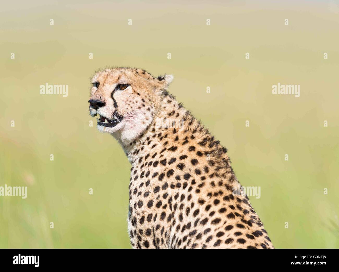 Cheetah on safari Stock Photo