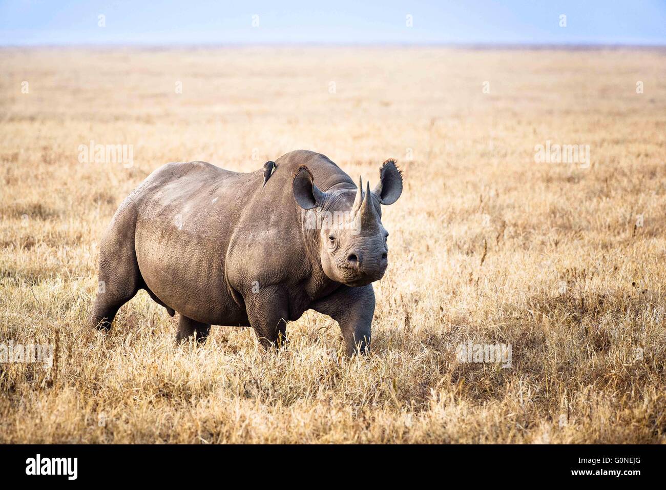 Rhino on its own Stock Photo Alamy