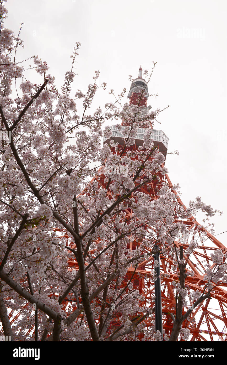 Tokyo Tower at cherry blossom time Stock Photo
