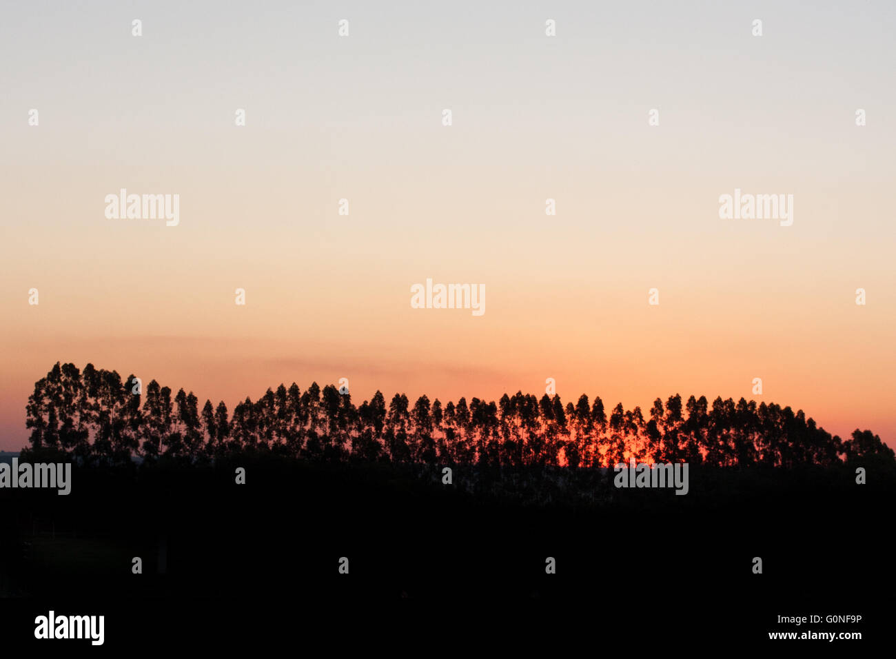 Trees on bucolic view of sunset scene on rural region Stock Photo