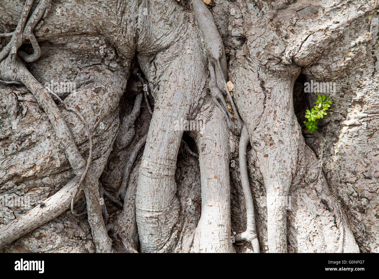 Grey roots hi-res stock photography and images - Alamy