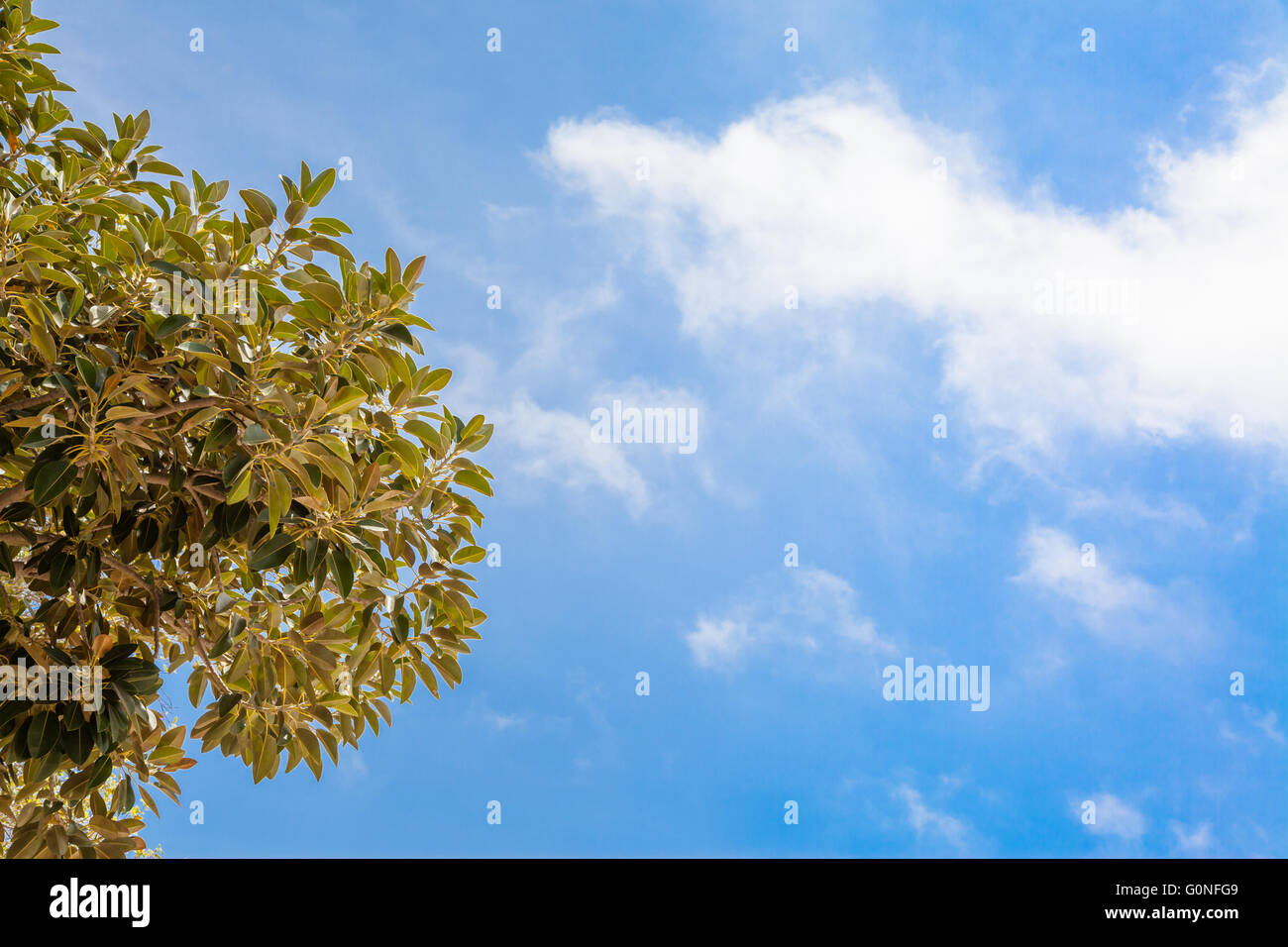 Lush plant over a blue cloudy summer sky Stock Photo