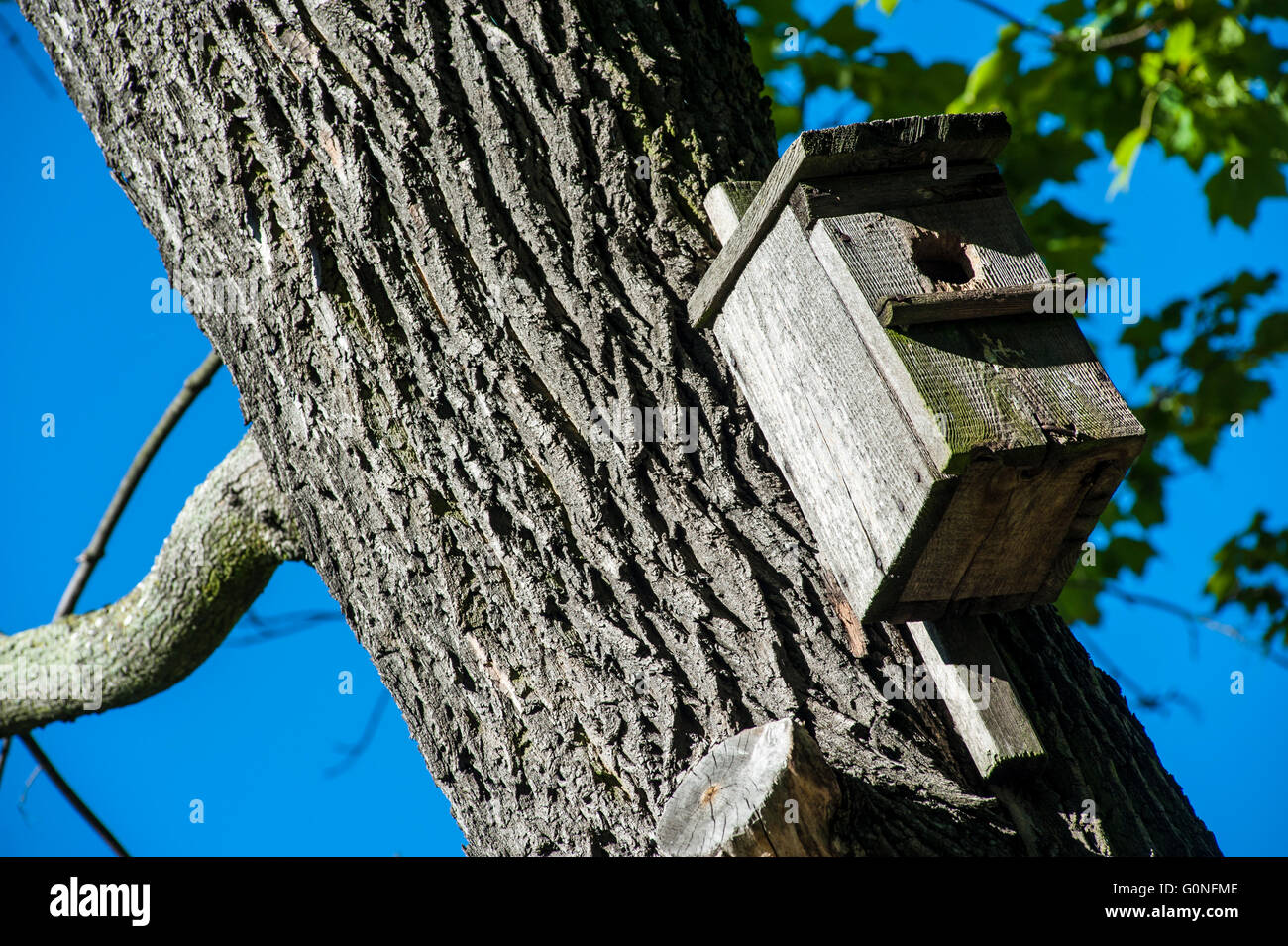 A nesting box for birds in a park in Warsaw, Poland. Stock Photo