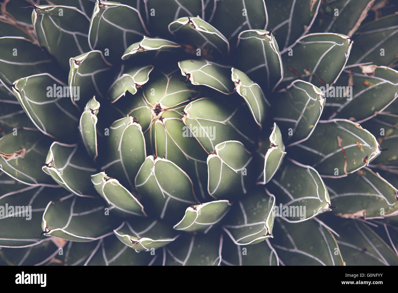 Close up of agave succulent plant, selective focus, toning Stock Photo