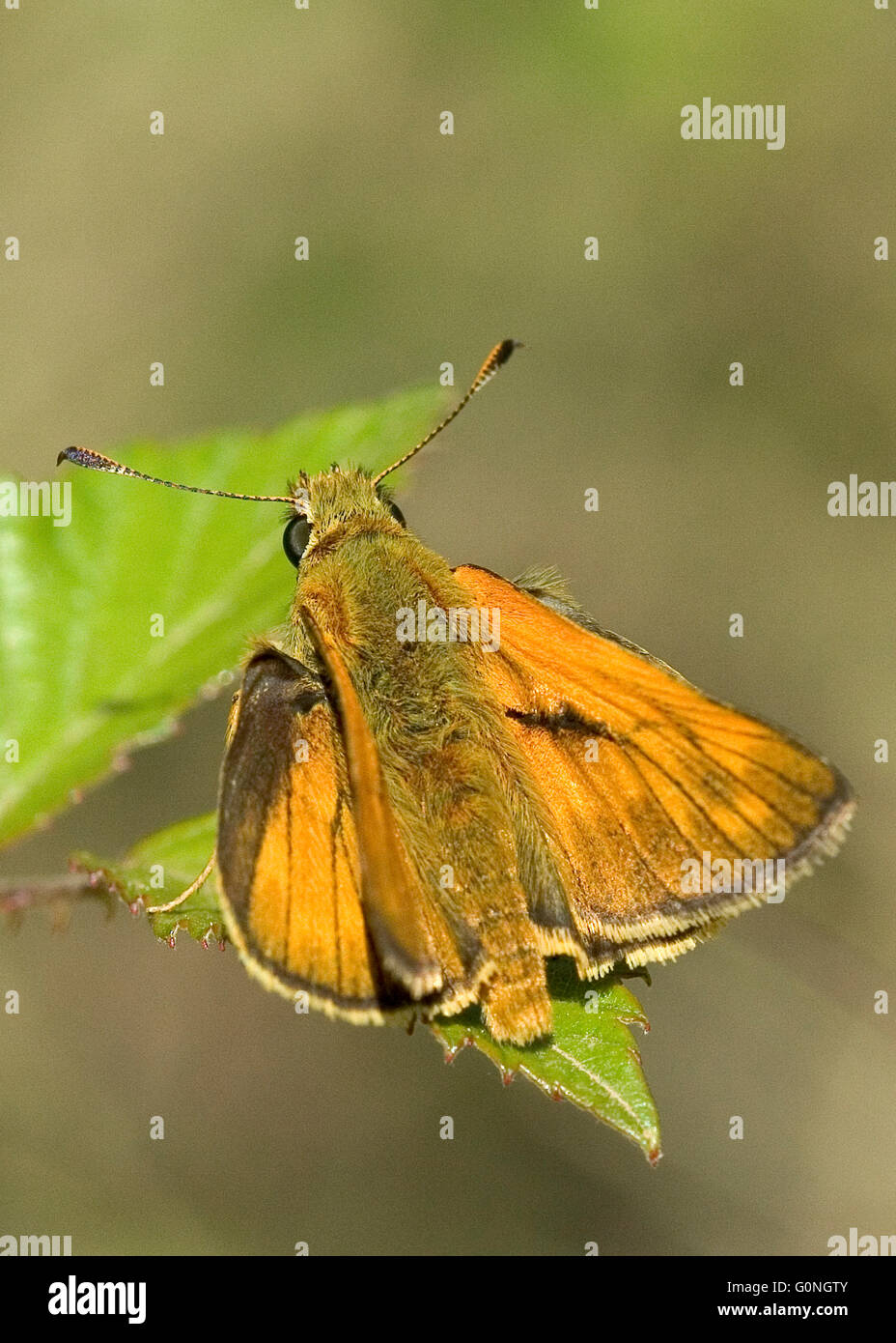 Butterfly Ochlodes  sylvanus, named Large skipper. El Maestrat. Castelló. Spain. Stock Photo