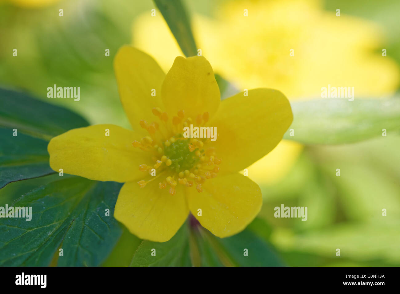 Buttercup anemone, is a species of herbaceous perennial plant that grows in forests. Stock Photo