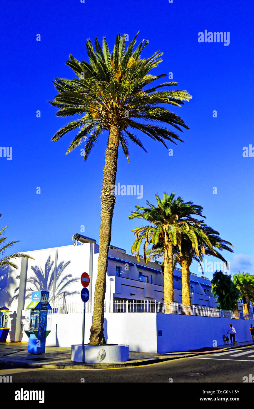Lanzarote Arrecife Puerto del Carmen palm trees white apartments blue