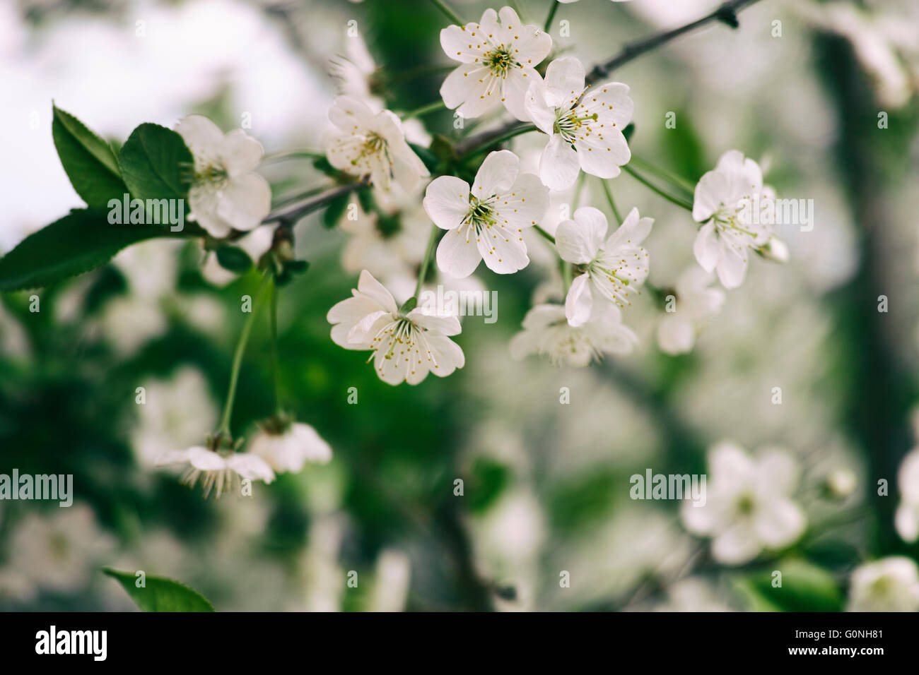 White cherry blossoms buds hi-res stock photography and images - Alamy