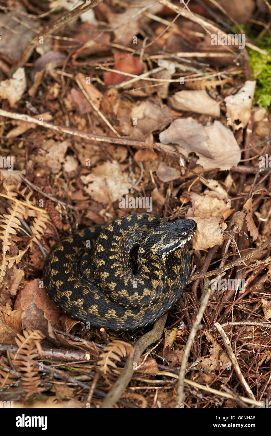 Adder Vipera berus,adult female coiled among ground vegetation gaining warmth,Lincolnshire,UK Stock Photo