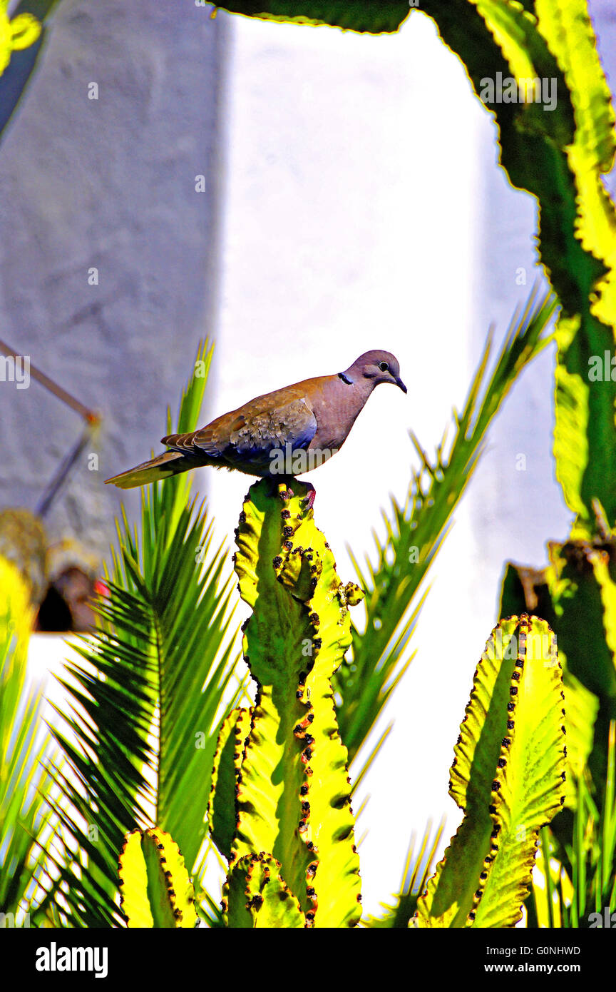 Lanzarote Arrecife Puerto del Carmen collared dove on cactus white