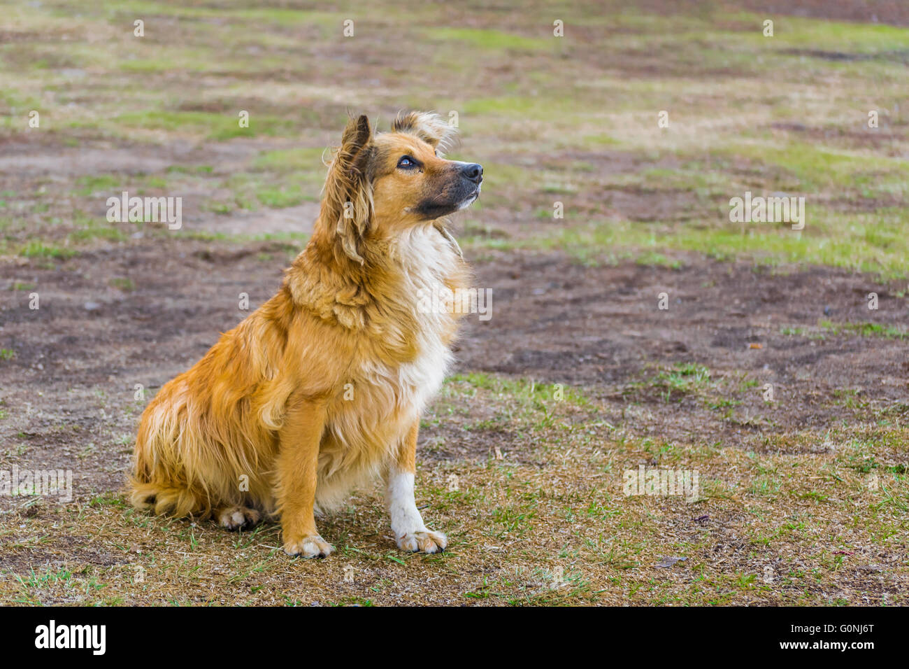 Attentive orange hair dog with adorable face waiting for food Stock Photo