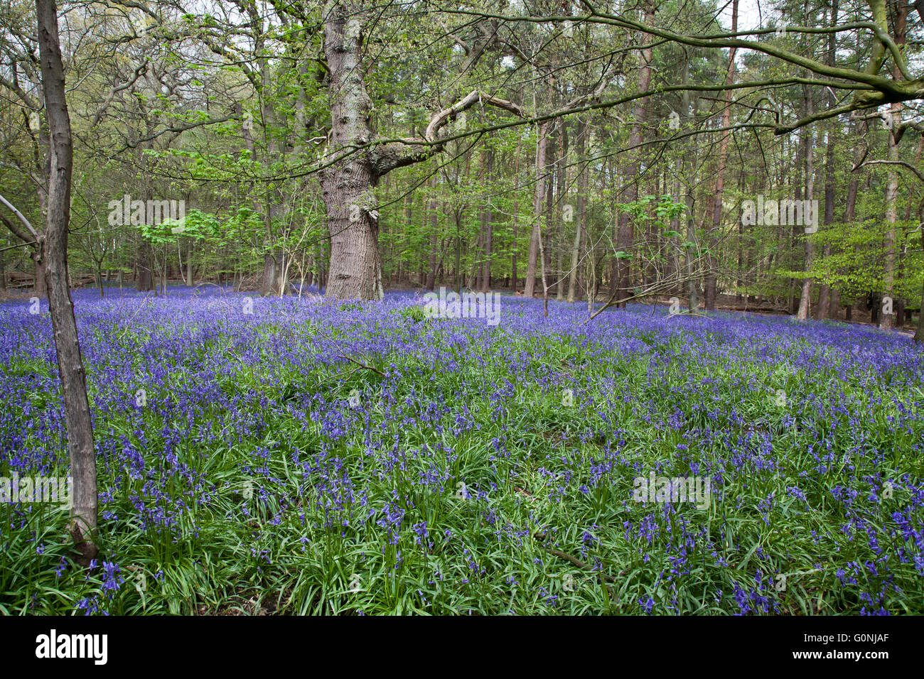 Bluebells at Southweald Park Stock Photo