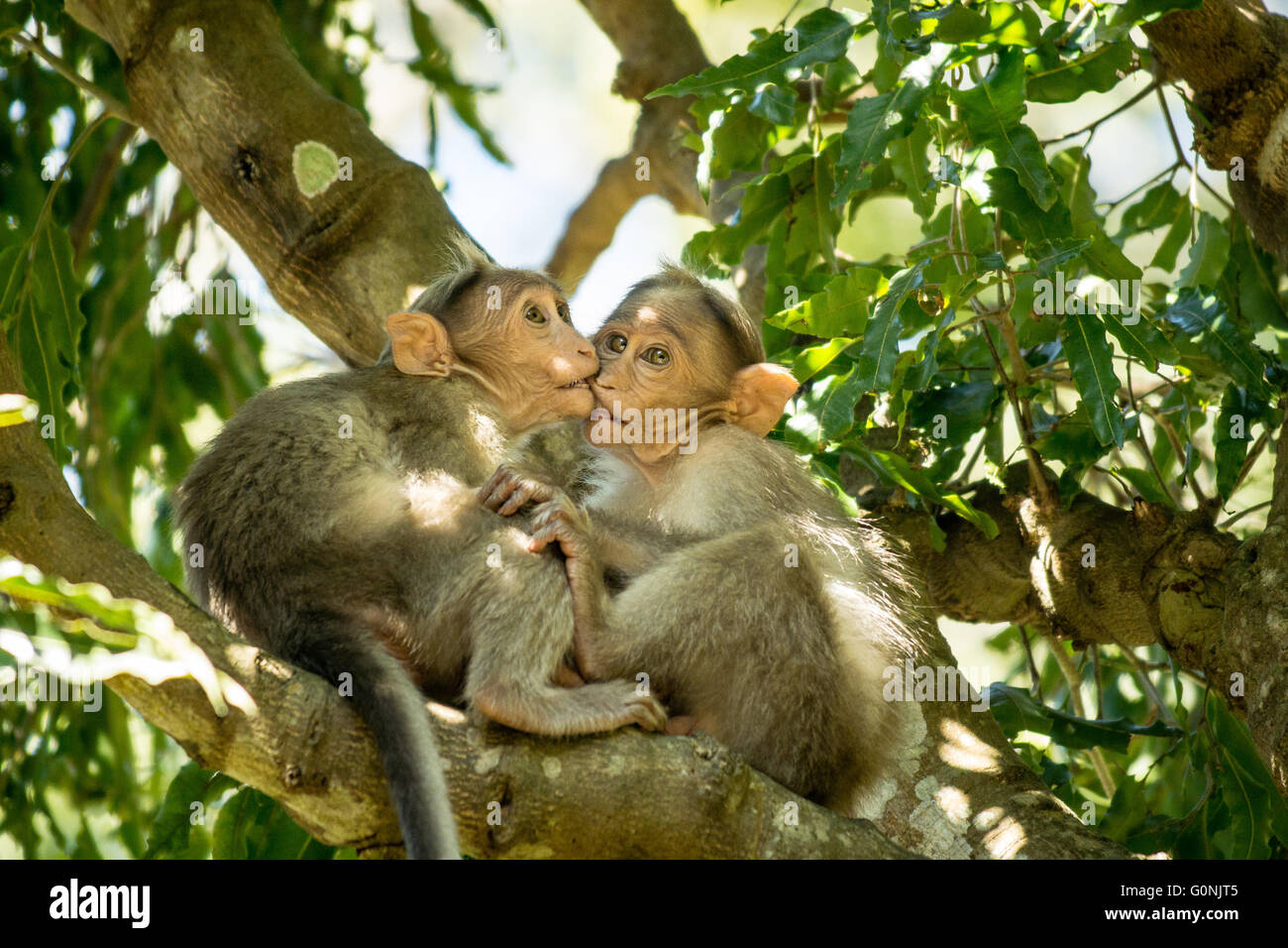 Juvenile Bonnet Macaques (Macaca Radiata) kissing/nibbling/biting/playing in the tree canopy Stock Photo