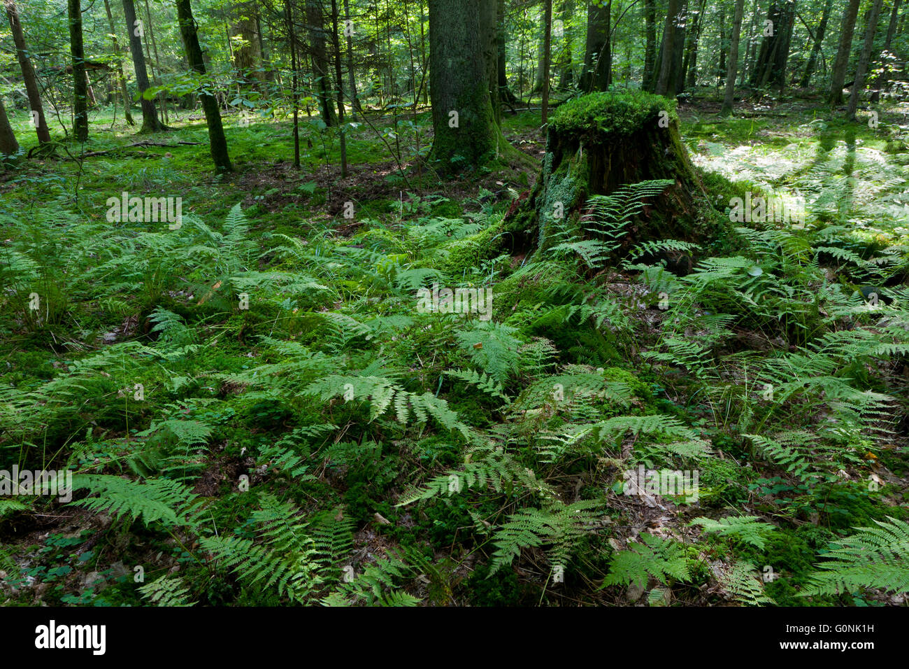 Ferns and old spruce tree stump moss wrapped in summertime forest ...