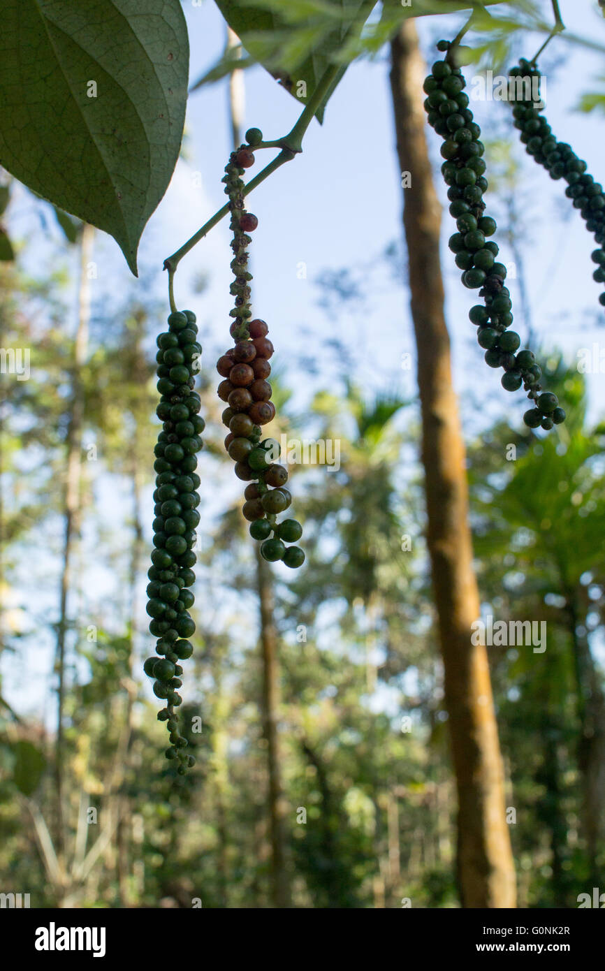 Black pepper (Piper nigrum) growing on vine at spice plantation in
