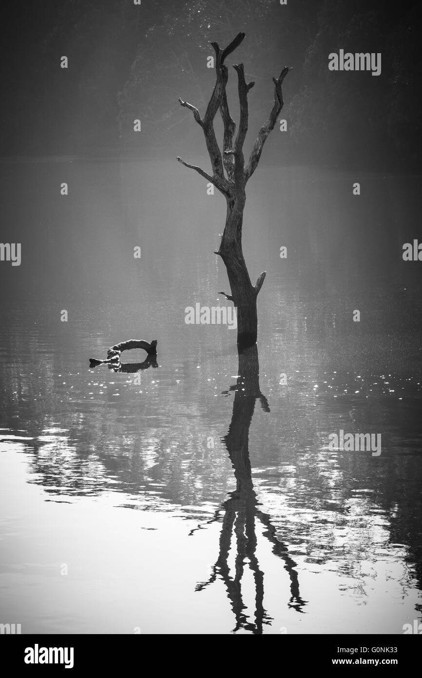 Top of a tree submerged in a man-made lake created by flooding a forest. Stock Photo