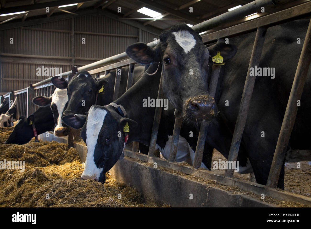 Holstein dairy cows eating grass silage indoors, England, UK Stock ...