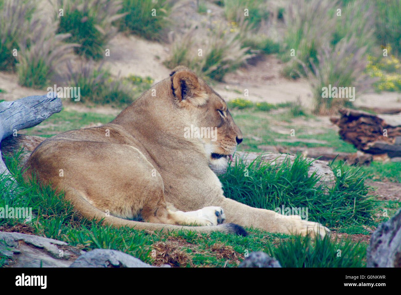 Lioness Sleeping in Grass Stock Photo