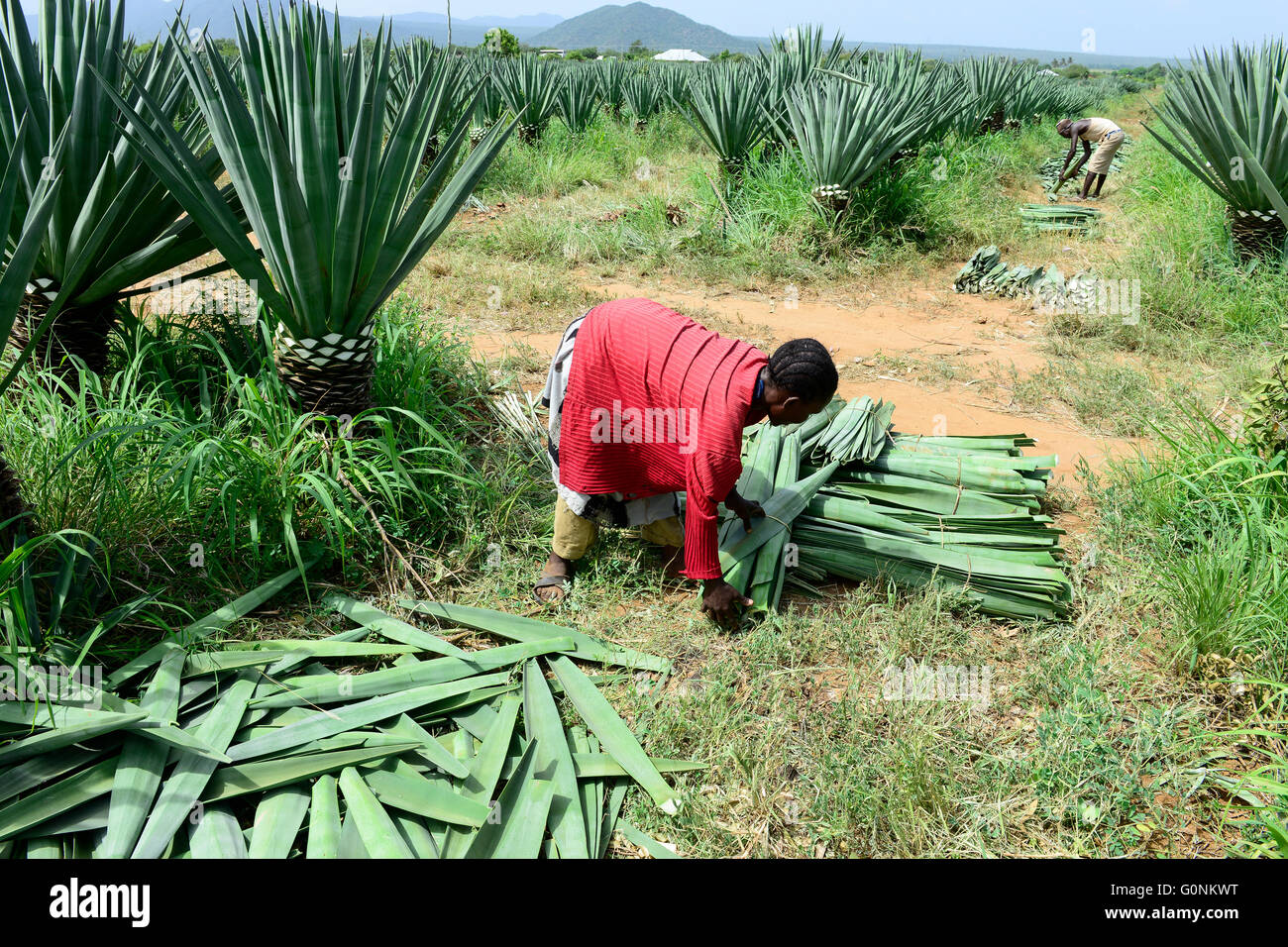 TANZANIA Tanga, Usambara Mountains, Sisal farming and industry, D.D. Ruhinda & Company Ltd., Mkumbara Sisal estate, farm worker harvest Sisal leaves / TANSANIA Tanga, Usambara Berge, Sisal Anbau und Industrie, D.D. Ruhinda & Company Ltd., Mkumbara Sisal Estate, Landarbeiter bei Ernte der Sisal Blaetter Stock Photo