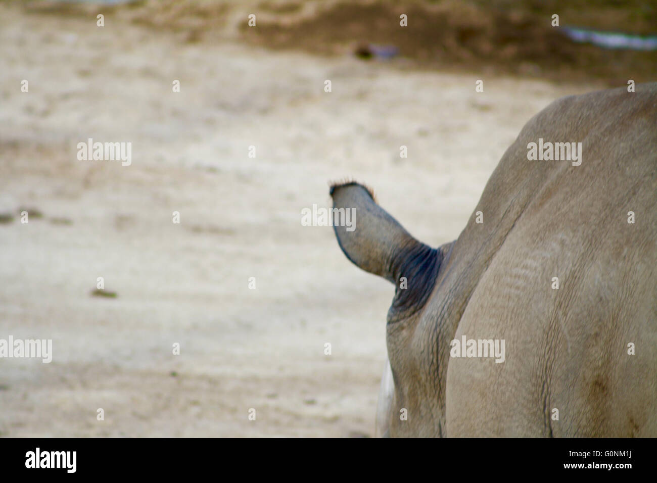 White Rhinoceros Ear Stock Photo