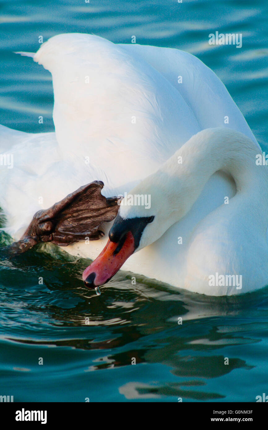 Mute Swan Cygnus Olor Scratching Head Stock Photo