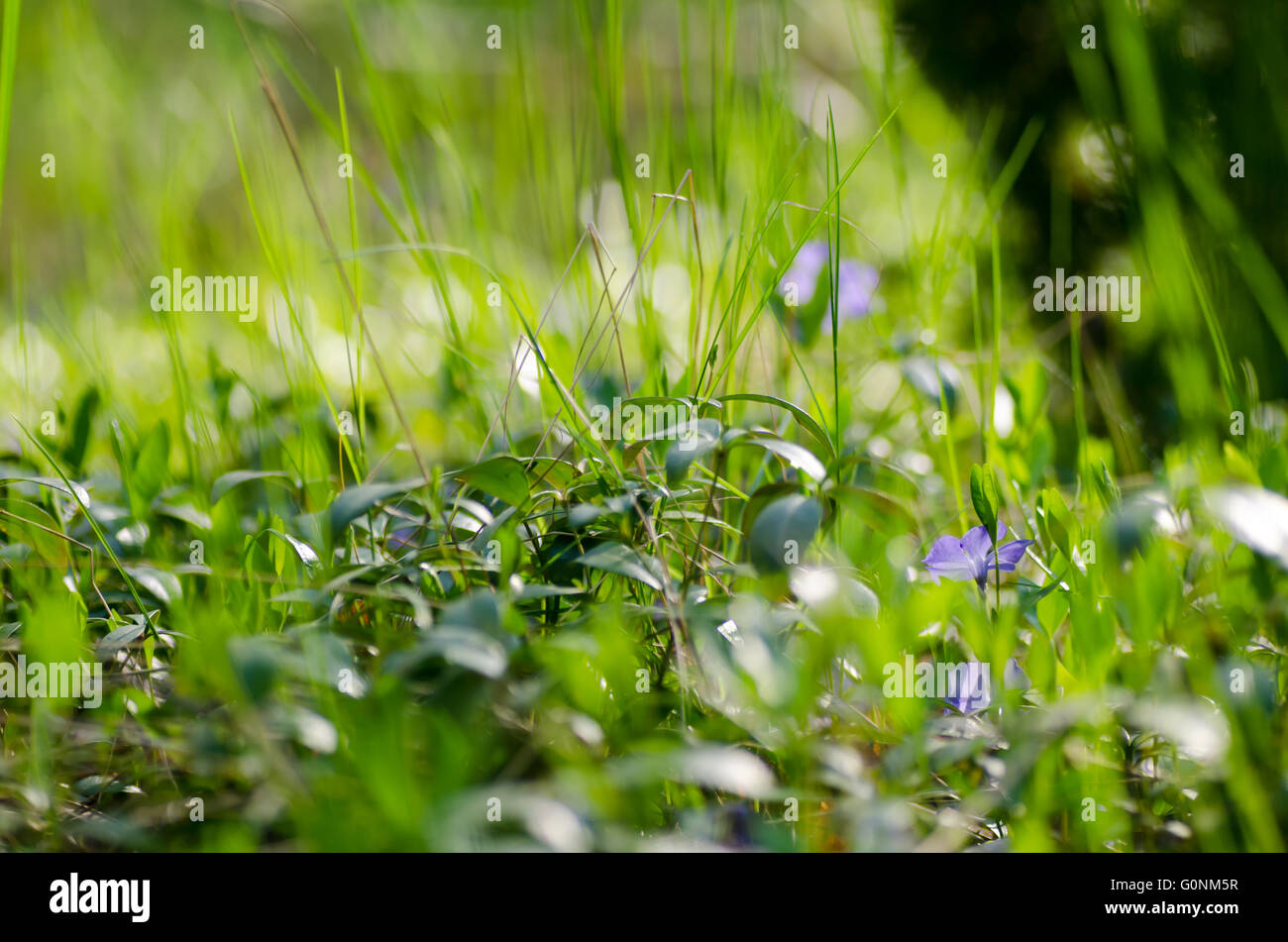 fresh grass in spring forest groundcover Stock Photo