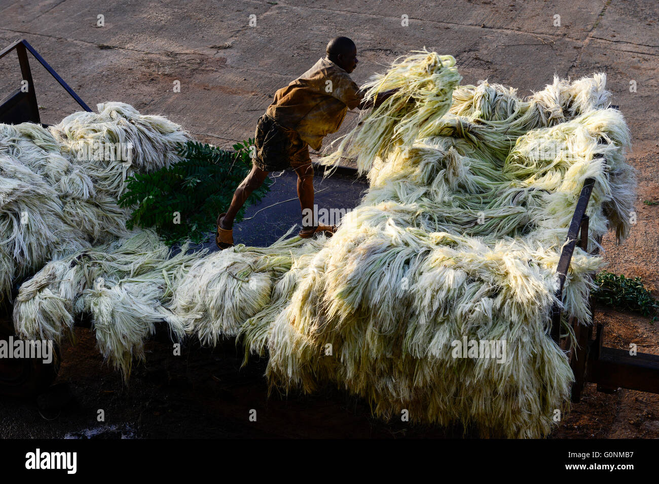 TANZANIA Tanga, Sisal farming and industry, Katani Ltd., Fibre is extracted by a process known as decortication, where leaves are crushed and beaten by a rotating wheel set with blunt knives, so that only fibres remain / TANSANIA Tanga, Sisal Industrie, Katani Ltd., Decortication Maschine  zur Gewinnung der Faser aus den Blaettern der Sisalpflanze Stock Photo