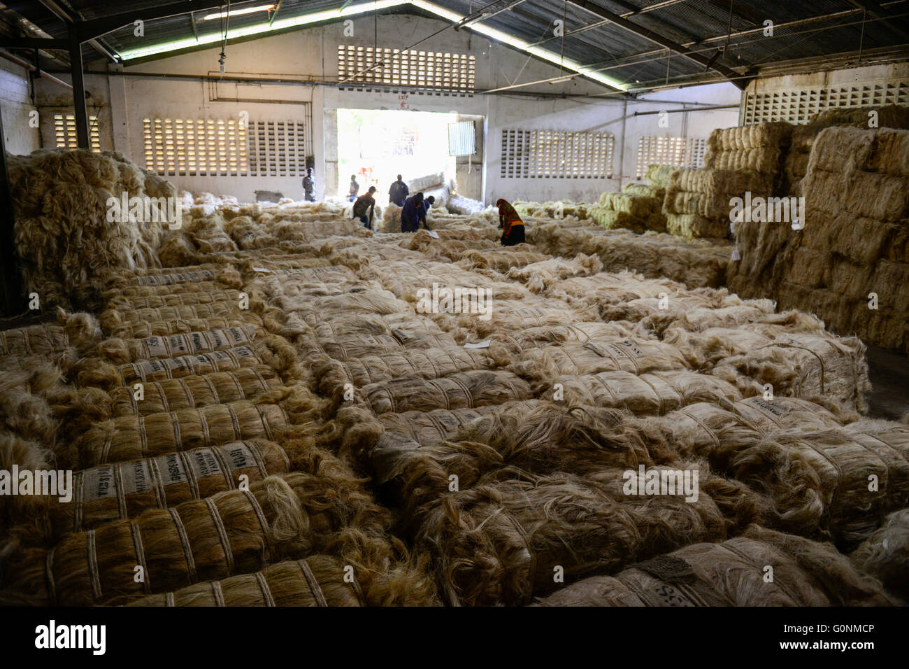 TANZANIA Tanga, Sisal industry, Tancord 1998 Ltd., processing of sisal