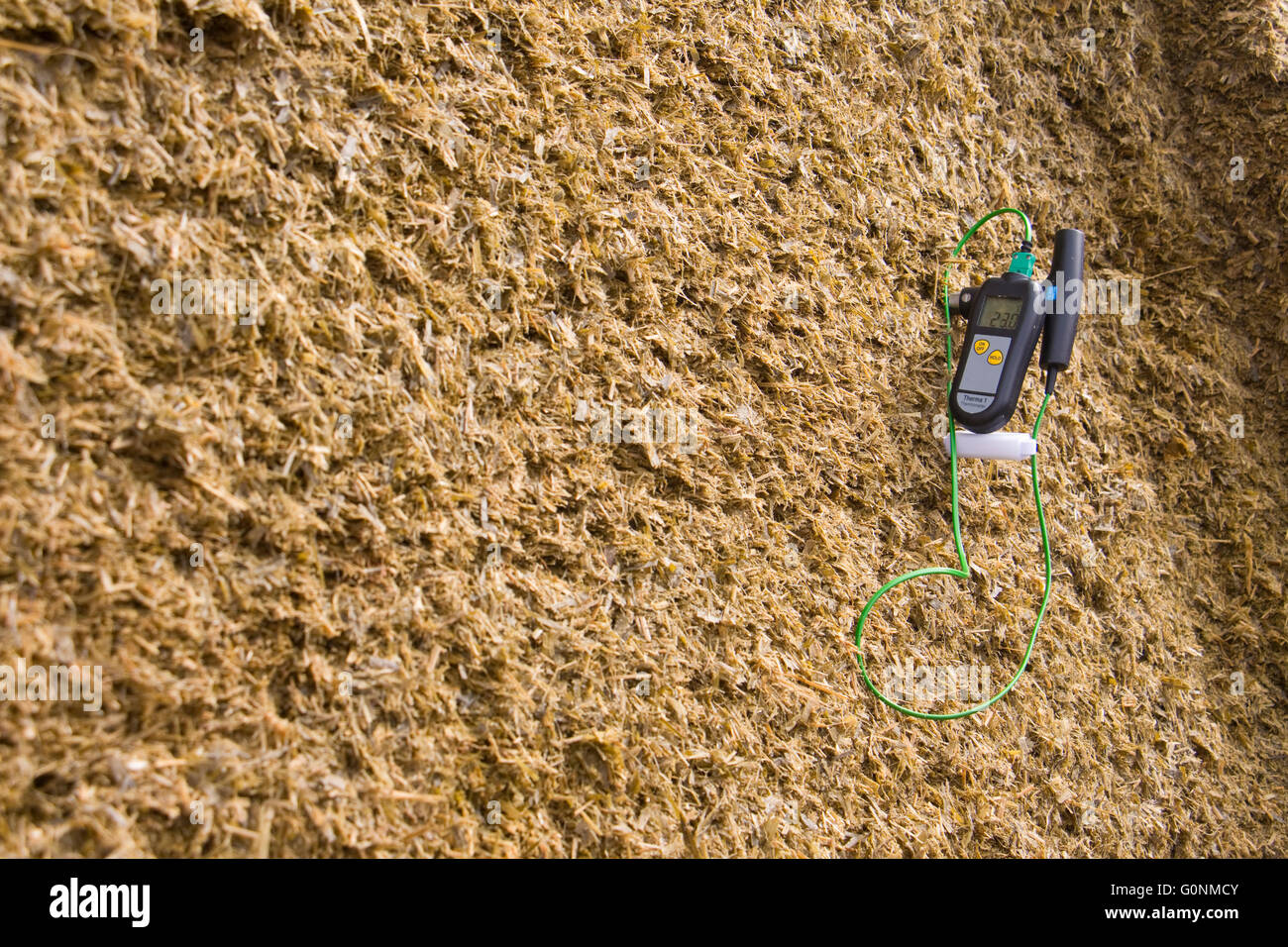 Thermometer in an Alfalfa silage bunker on a dairy farm in Northern Italy Stock Photo