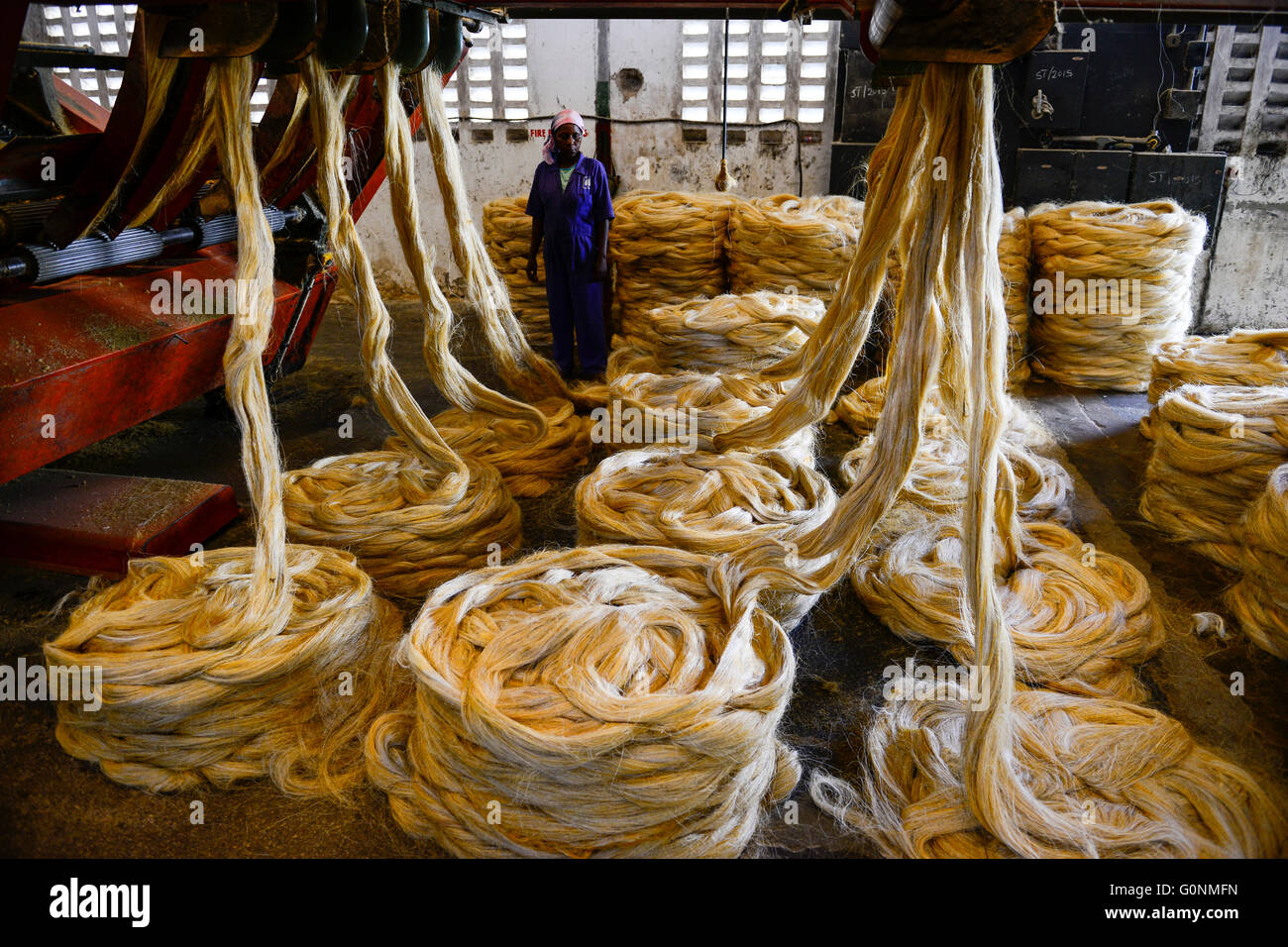 TANZANIA Tanga, Sisal industry, Tancord 1998 Ltd., processing of sisal