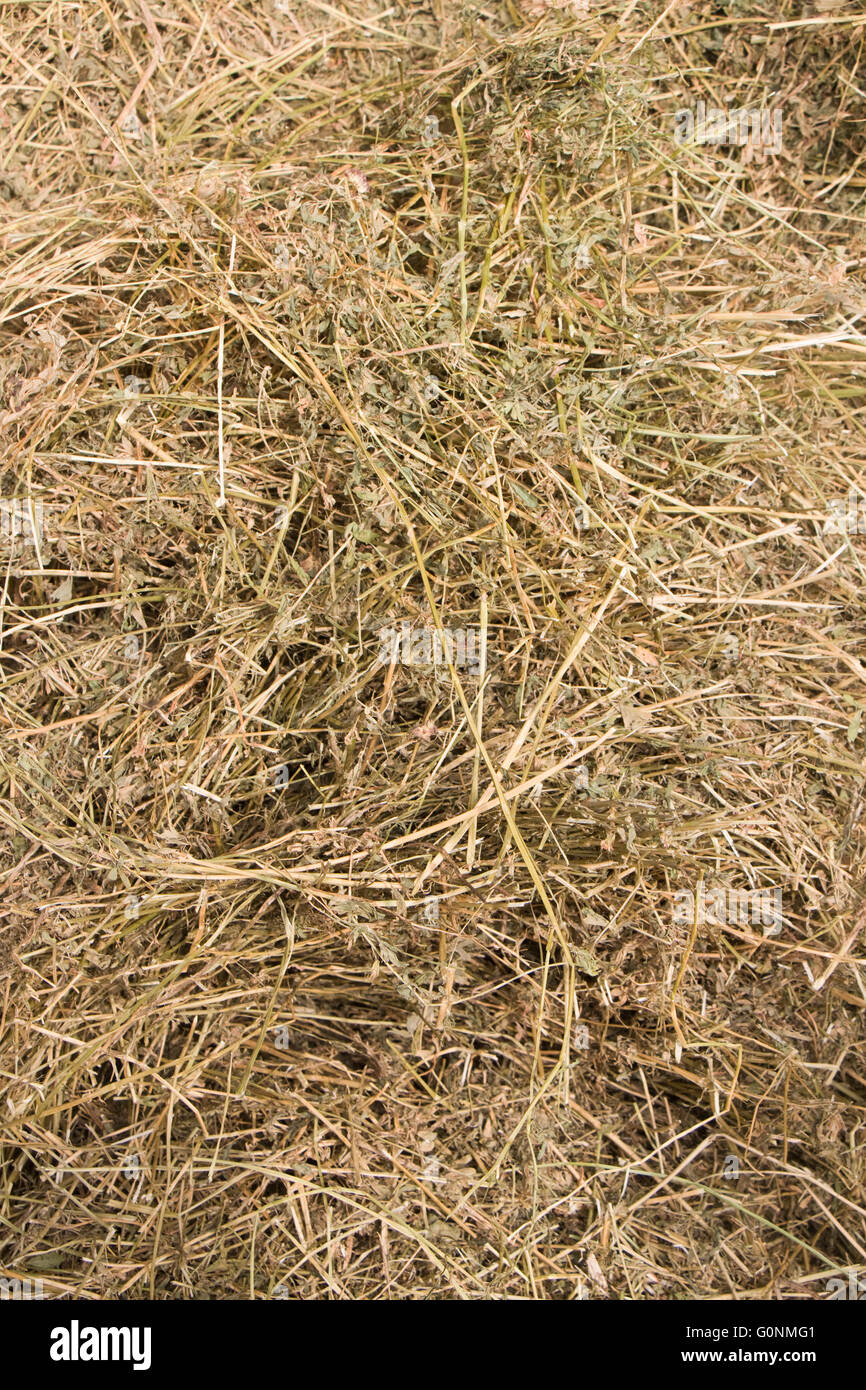 Alfalfa hay close-up Stock Photo