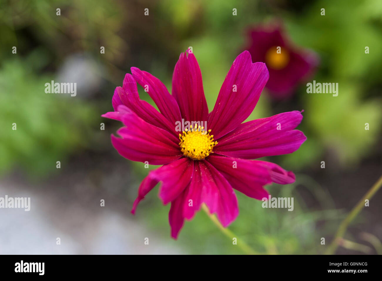 Asteraceae Cosmos close up isolated Stock Photo