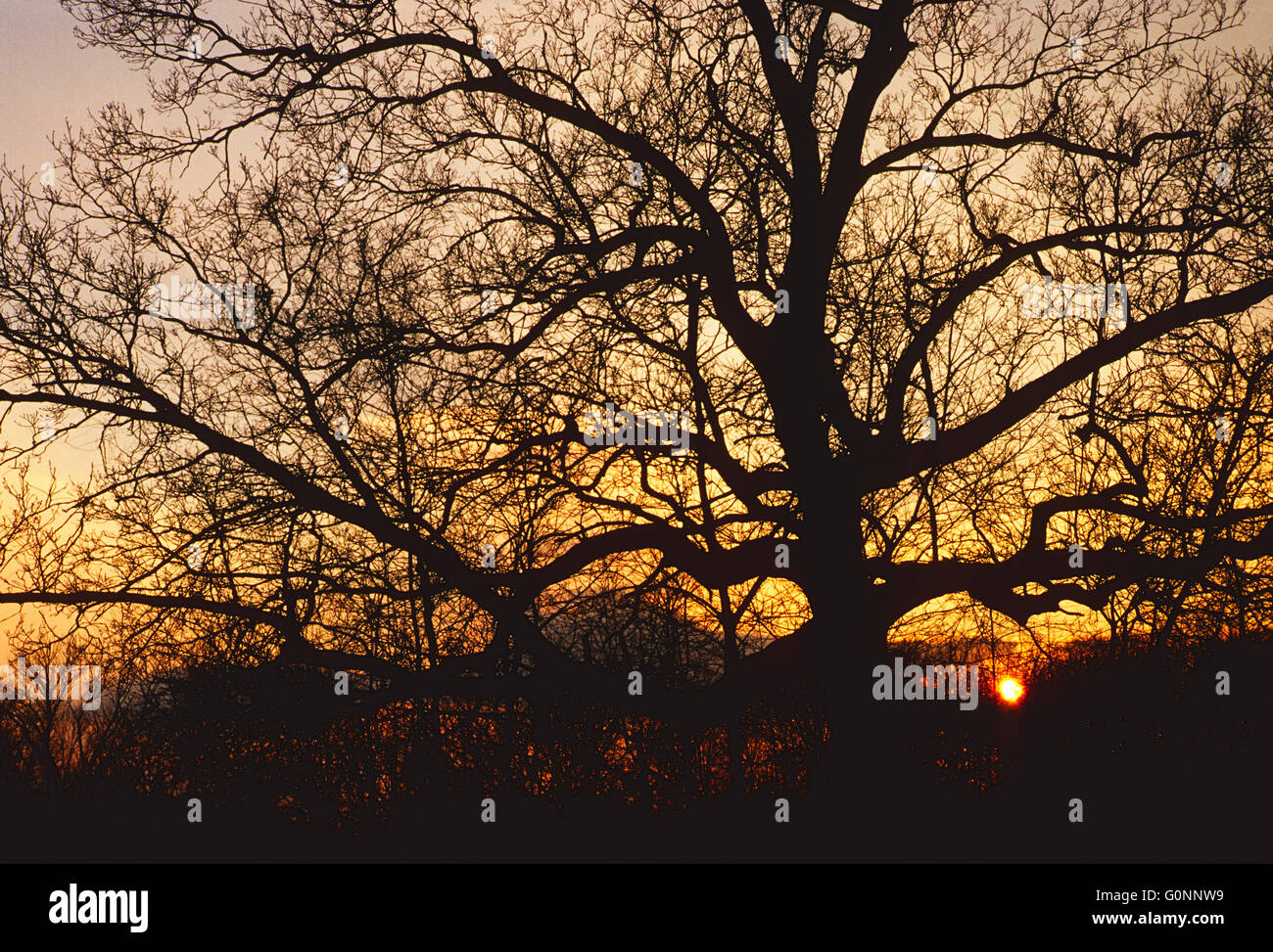 Giant oak tree against winter sunset sky; Montgomery County; Pennsylvania; USA Stock Photo