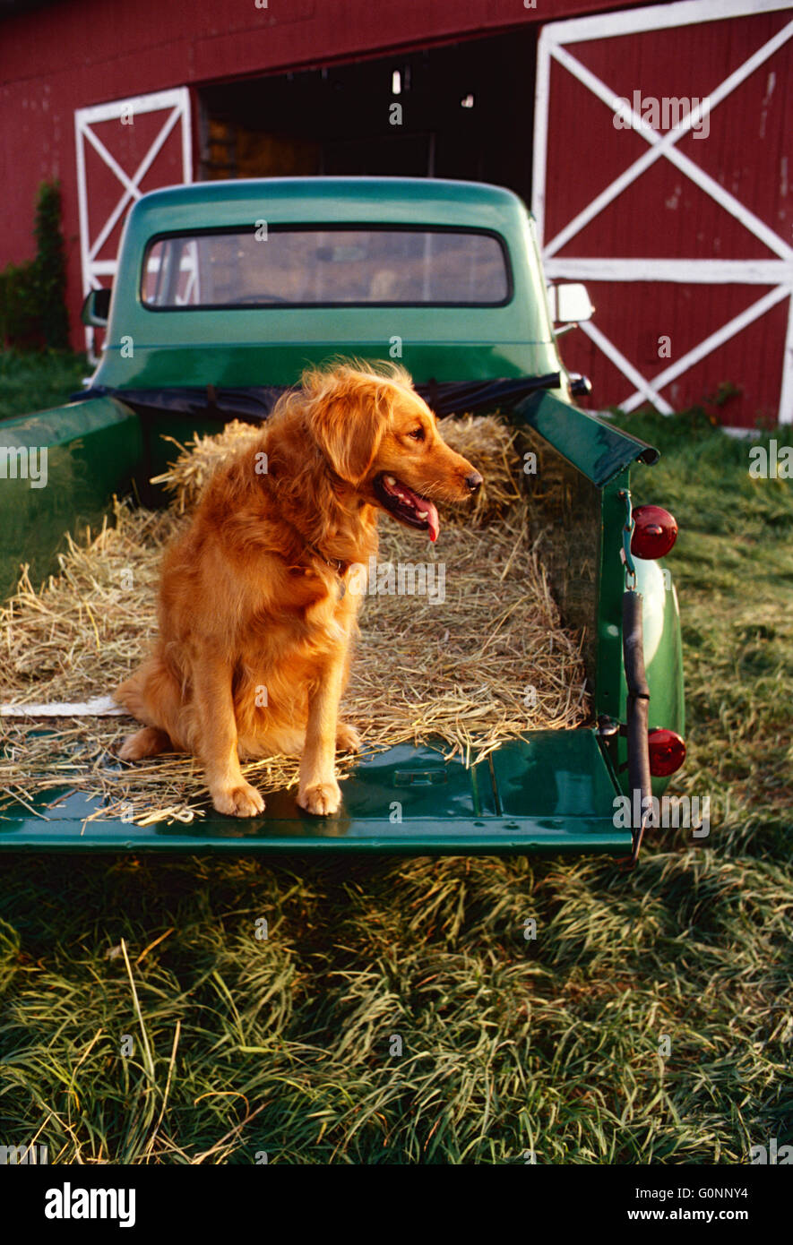 Golden Retriever dog in bed of antique Ford green & gold pick up truck; Pennsylvania; USA Stock Photo