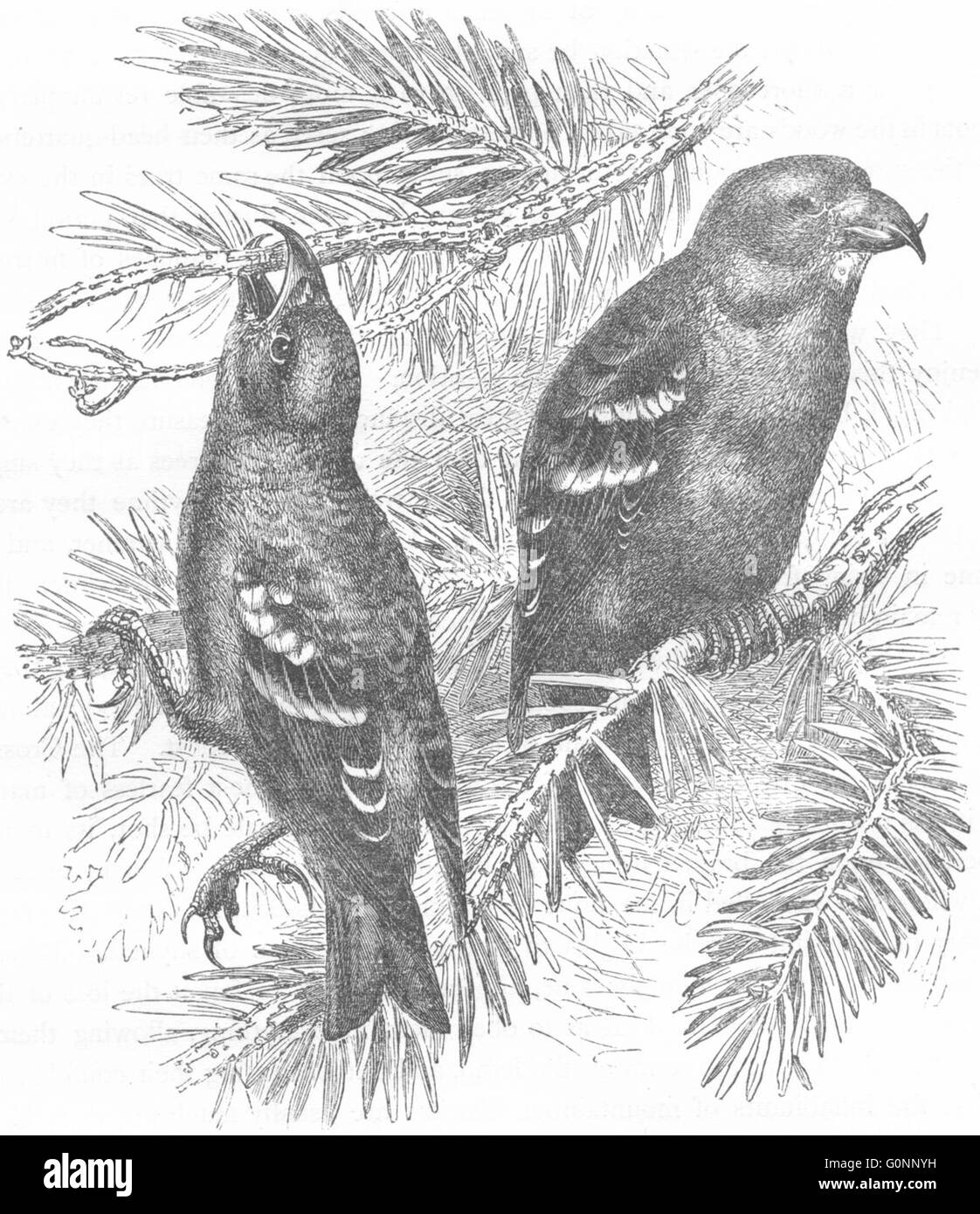 BIRDS: Passerine: Cross-Bill: Banded , antique print c1870 Stock Photo