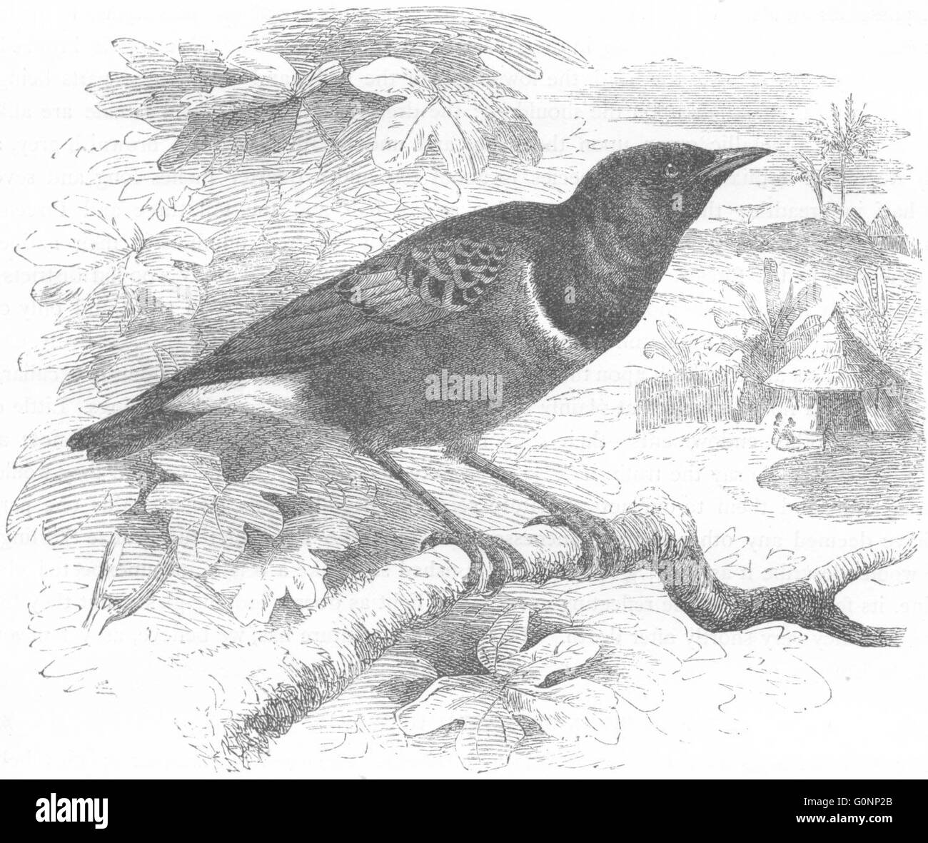 BIRDS: Raven: Starling: Superb Glossy, antique print c1870 Stock Photo