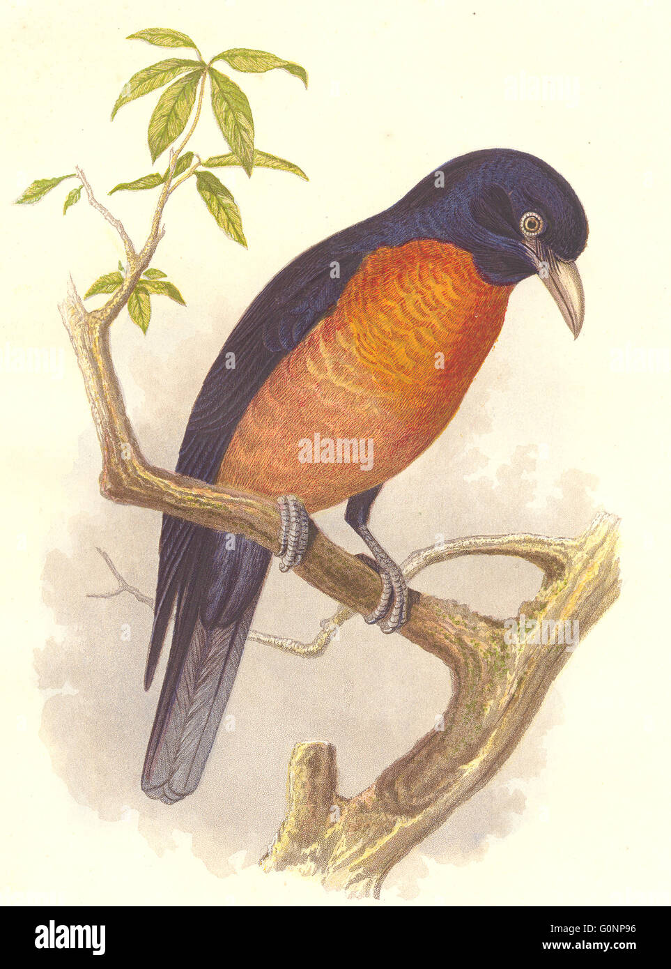 BIRDS: Singing: Warbler: Oronoko Coracina, antique print c1870 Stock Photo