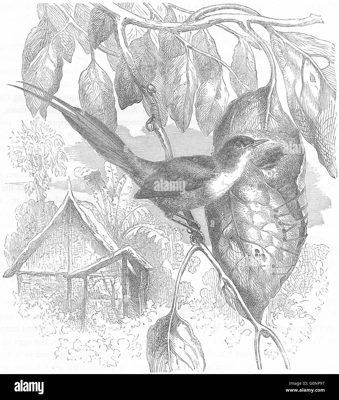BIRDS: Singing: Warbler: Long-tailed Tailor Bird, antique print c1870 Stock Photo