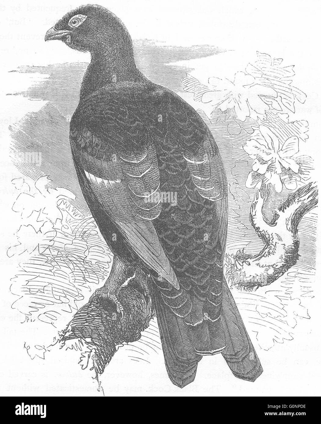 GALLINACEOUS BIRDS: True: Hybrid Grouse, antique print c1870 Stock Photo