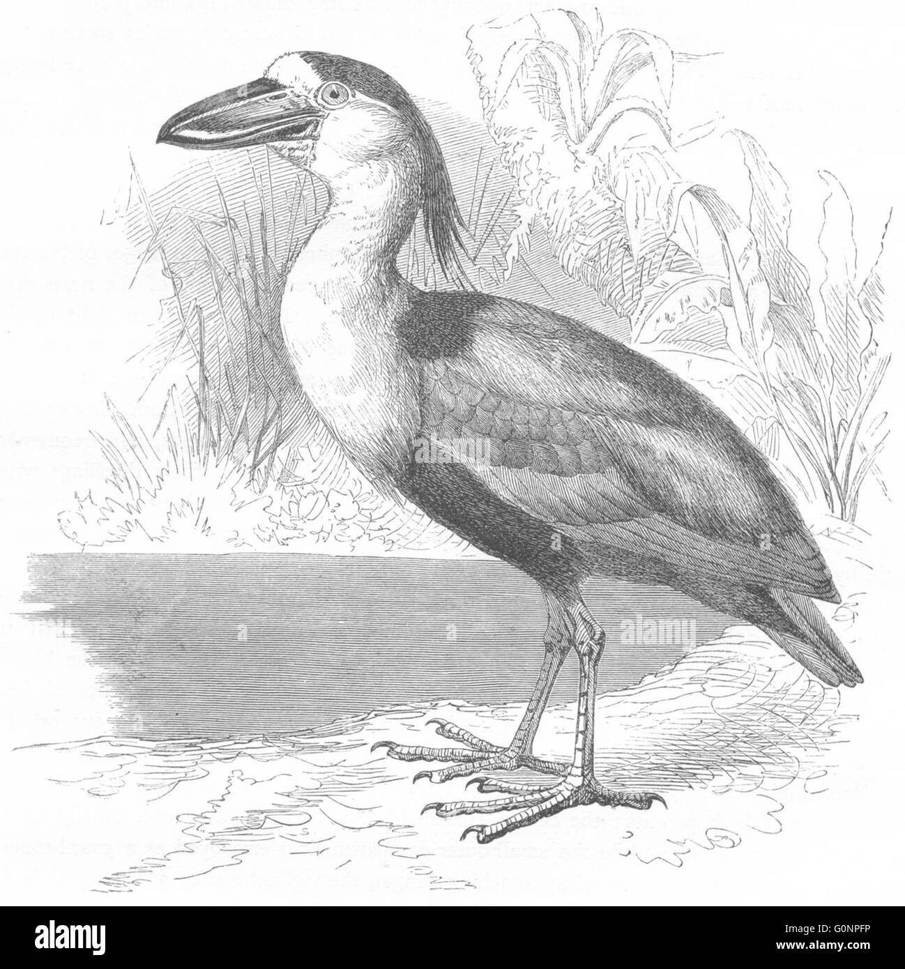 BIRDS: Stilt-Walker: Spoonbills: Savaku, Boat-bill, antique print c1870 Stock Photo