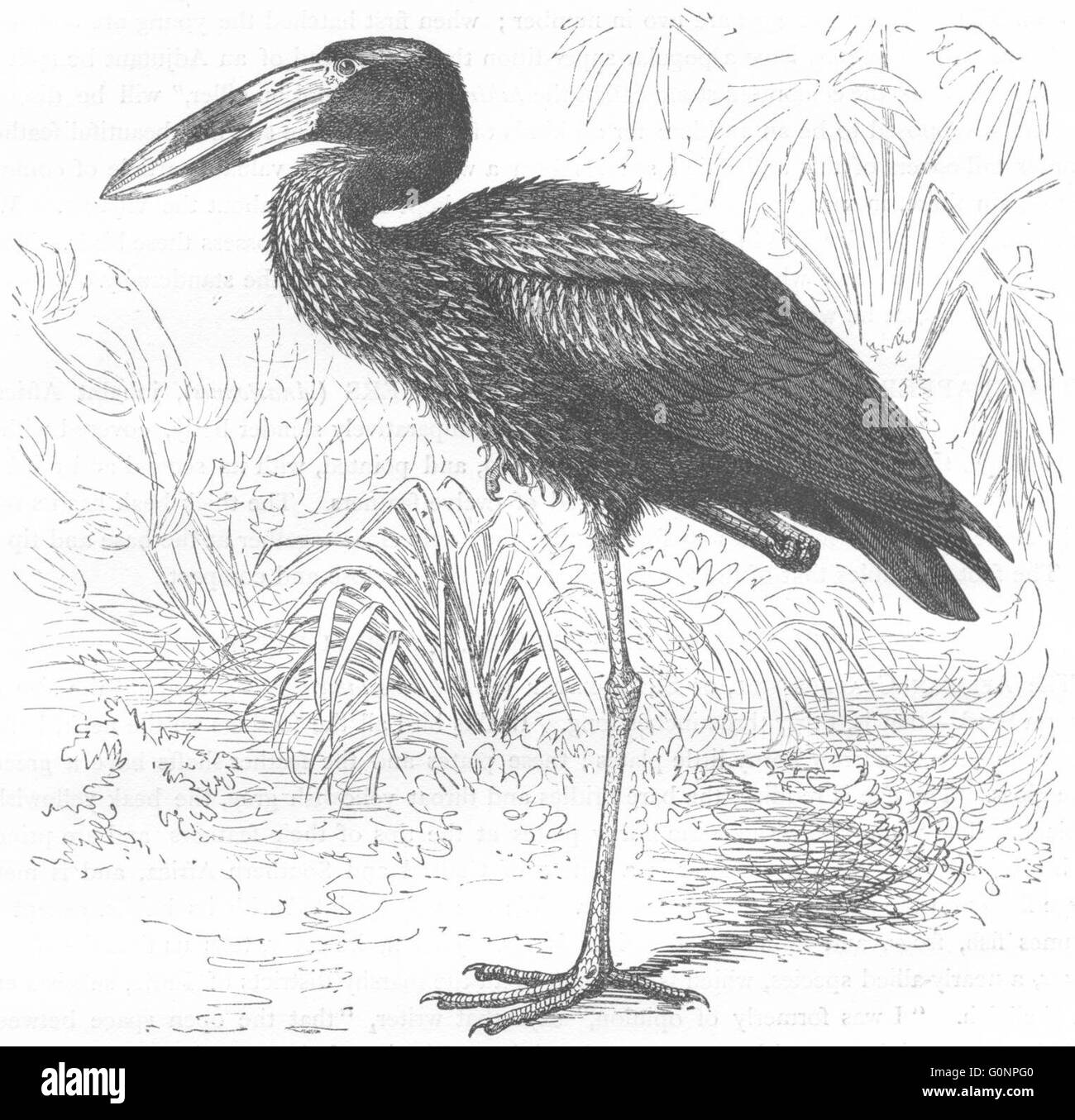 Fifth shell hi-res stock photography and images - Alamy