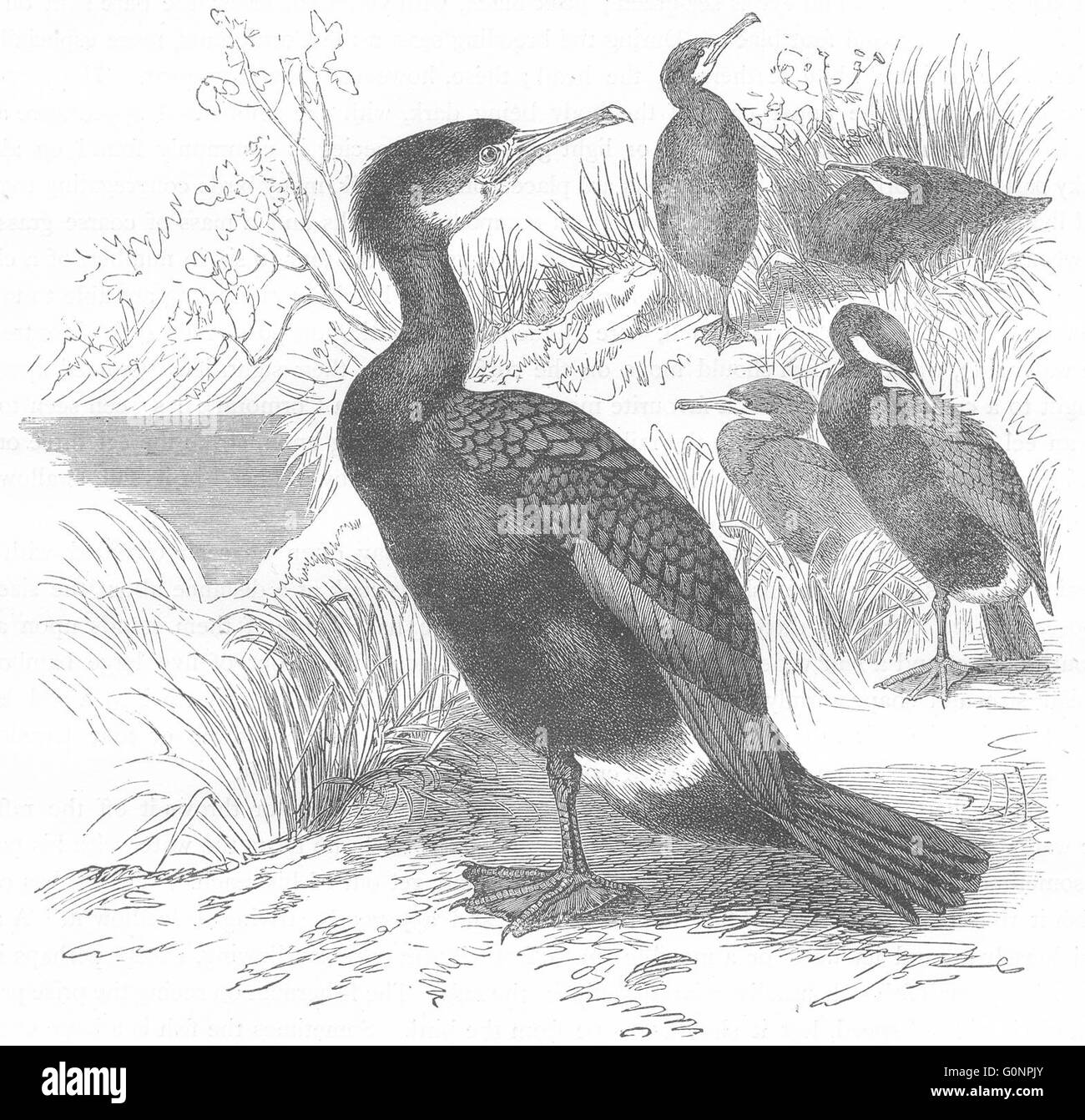 BIRDS: Sea-Flier: Cormorant, antique print c1870 Stock Photo