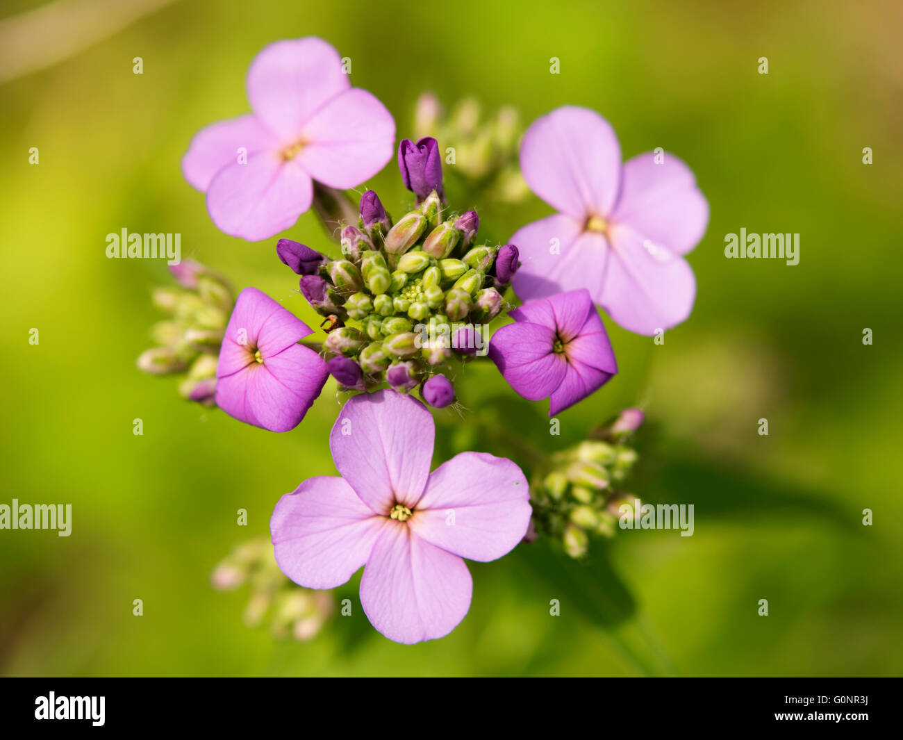 Purple wildflowers hi-res stock photography and images - Alamy