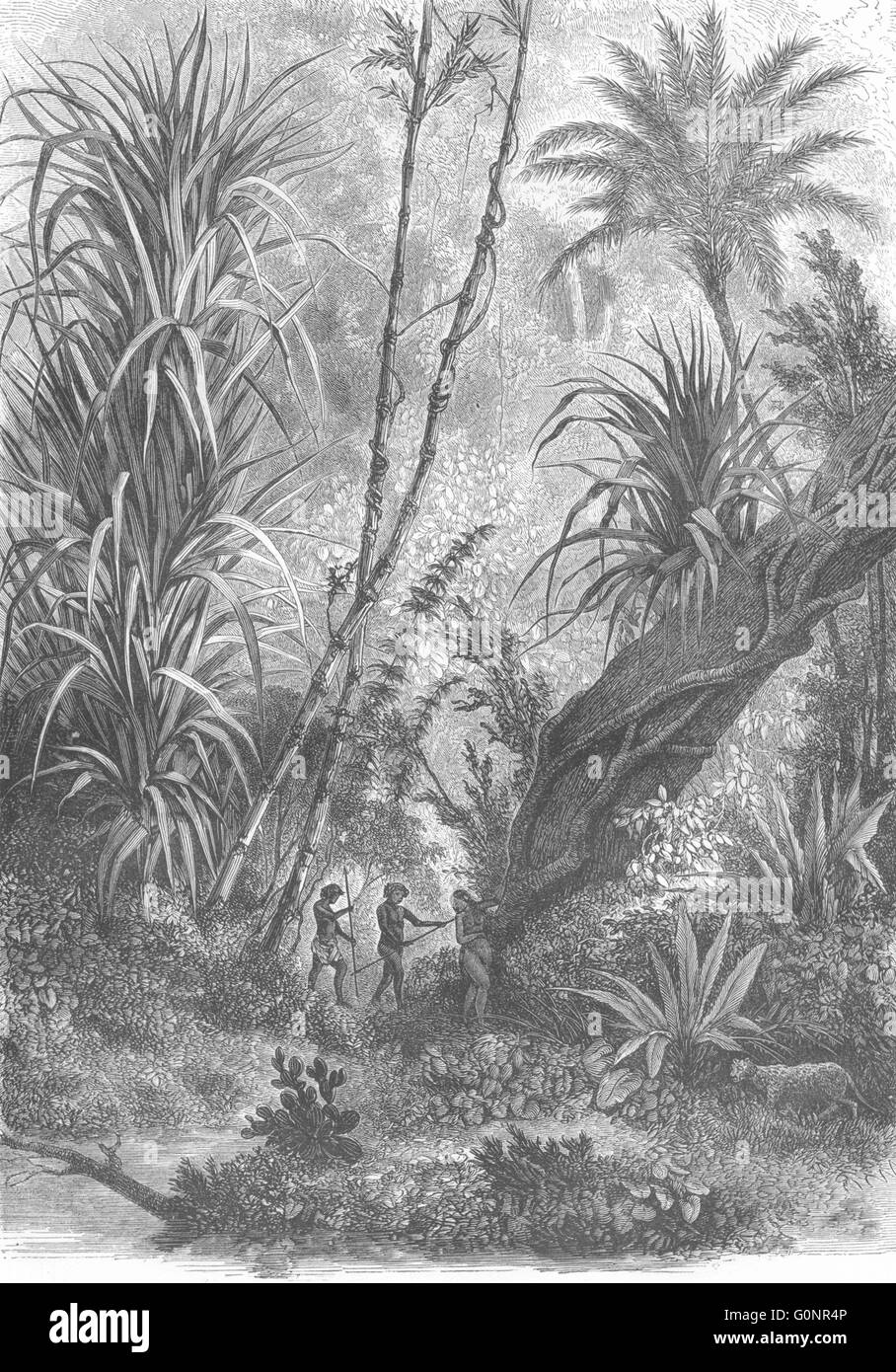 NICOBAR: Virgin Forest in Kar-(Indian Ocean), antique print 1870 Stock Photo