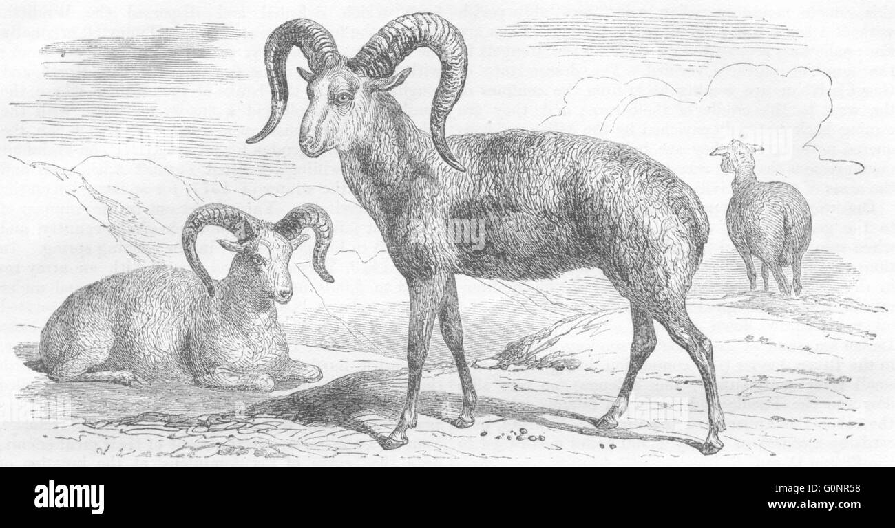 SIBERIA: Amoor: Argali(Ovis Ammon)Sheep of, antique print 1870 Stock Photo