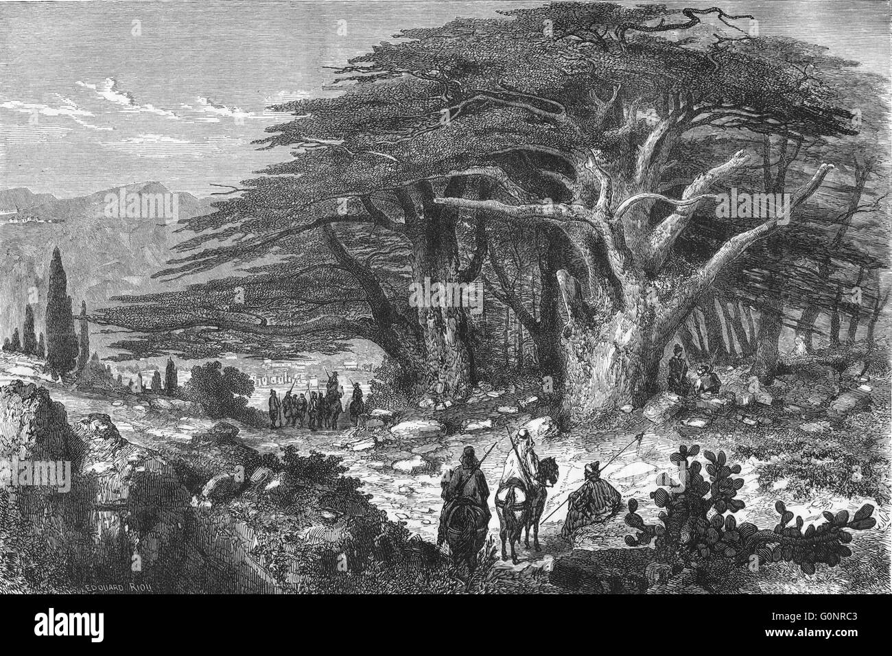 LEBANON: Cedars of, antique print 1871 Stock Photo