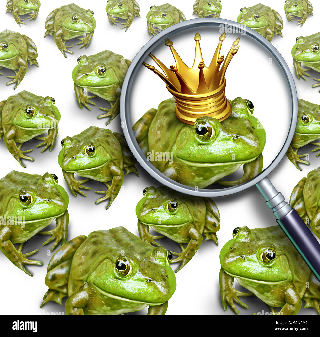 Searching for leadership or search and business recruitment concept as a group of frogs and one individual standing out with a king crown as a metaphor for the right chosen one with 3D illustration elements. Stock Photo